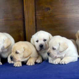 Cuccioli Labrador Emilia-Romagna