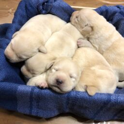 Cuccioli Labrador Emilia-Romagna